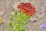 Rhodiola rosea