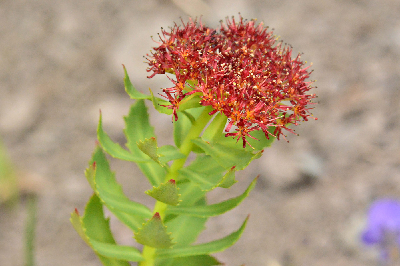 Image of Rhodiola rosea specimen.