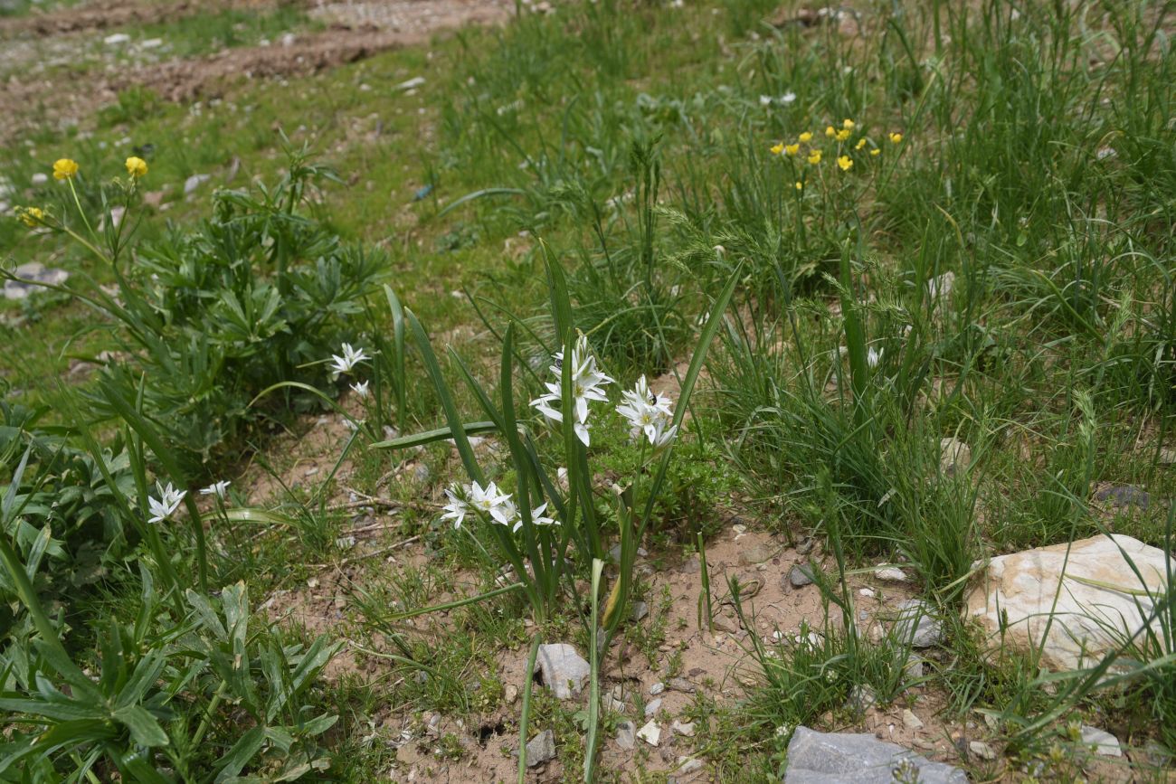 Image of genus Ornithogalum specimen.