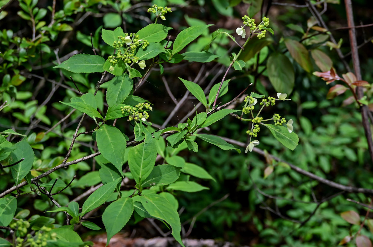 Image of Hydrangea chinensis specimen.