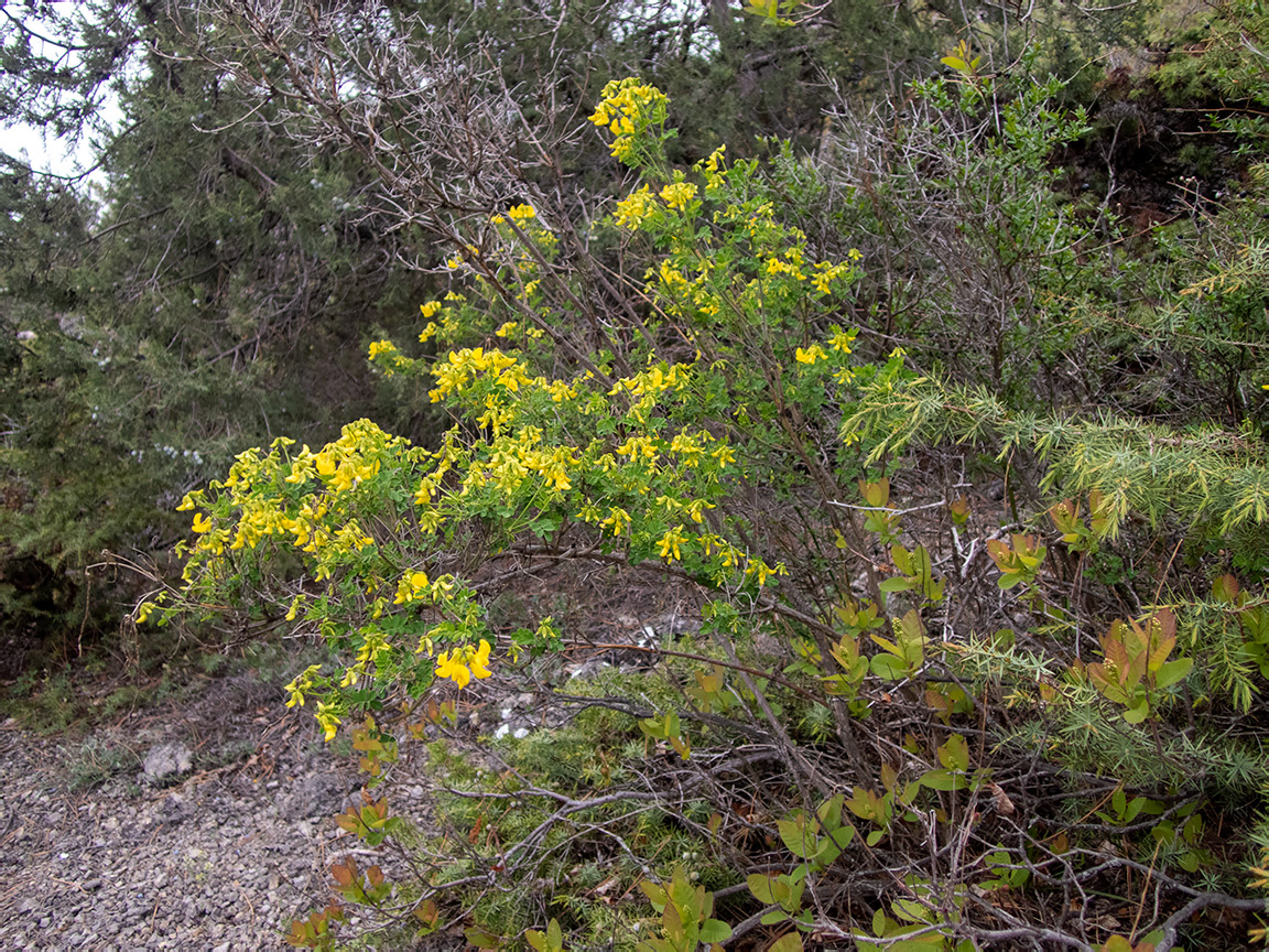 Изображение особи Hippocrepis emeroides.