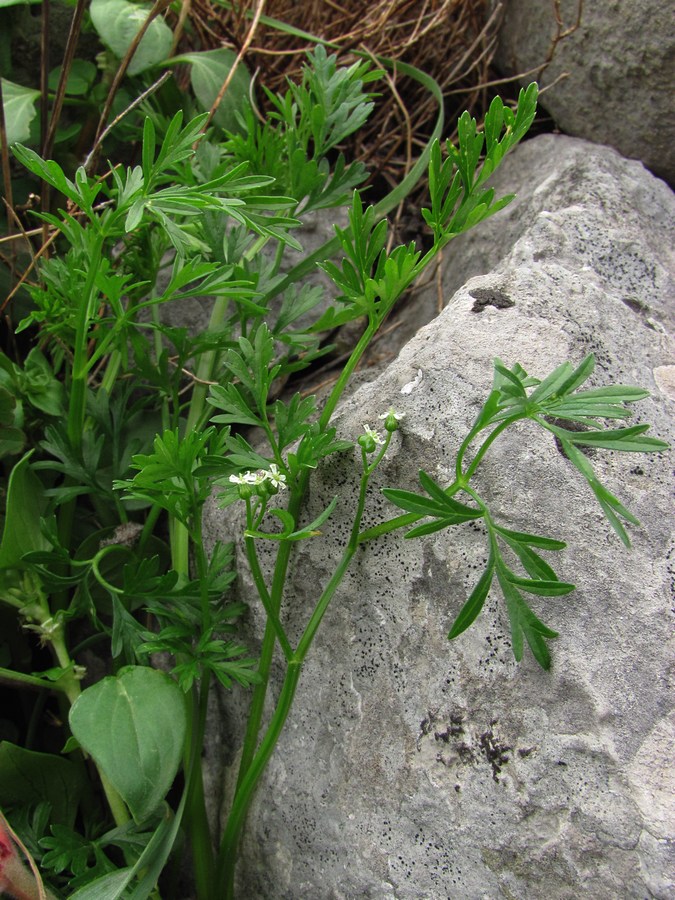 Изображение особи Bifora testiculata.