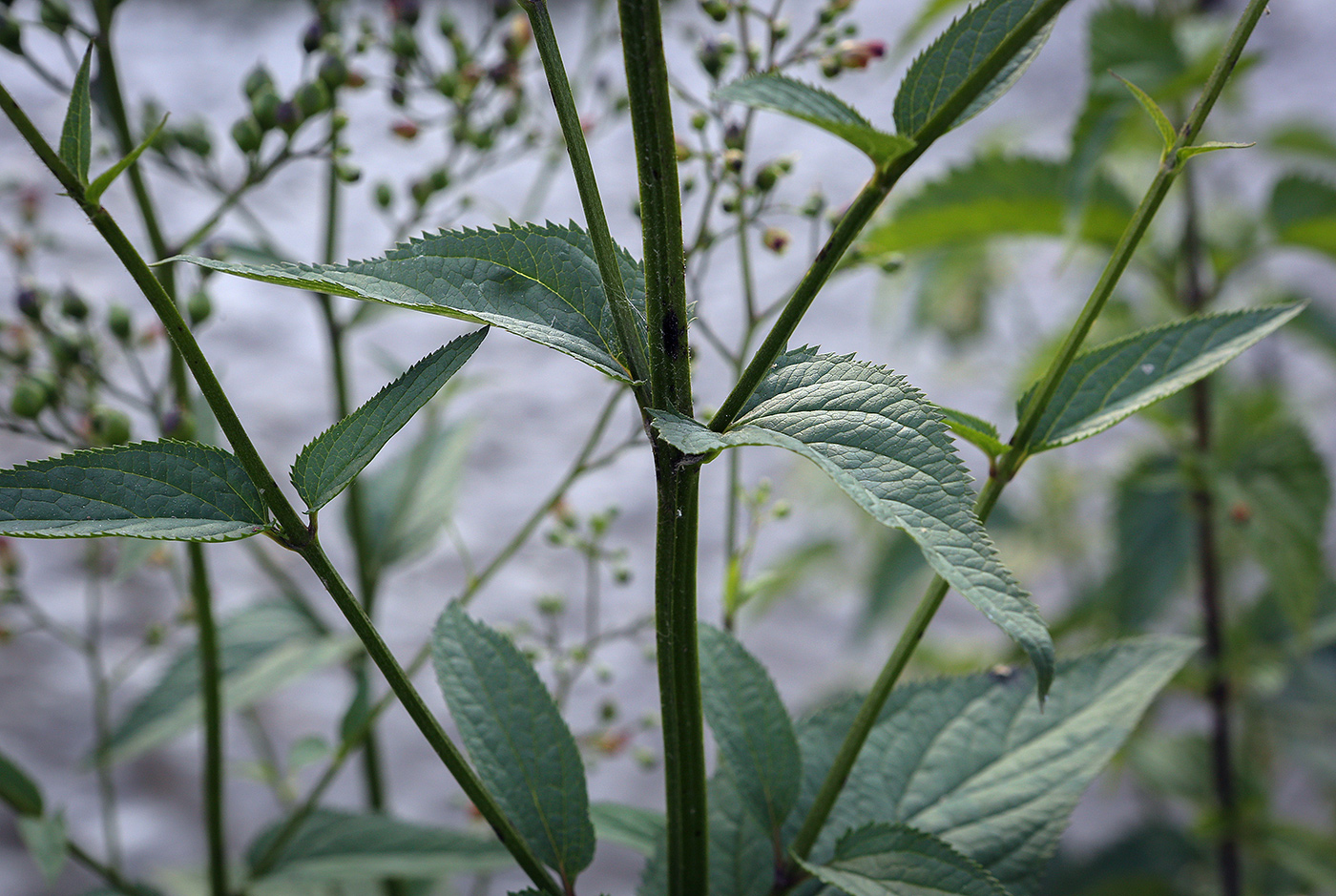 Изображение особи Scrophularia nodosa.