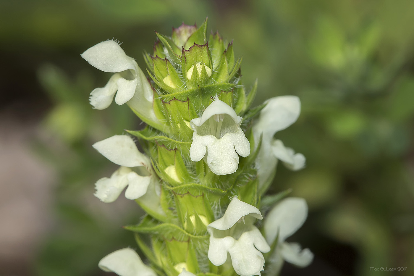 Image of Prunella laciniata specimen.