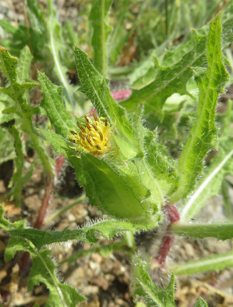 Изображение особи Centaurea benedicta.