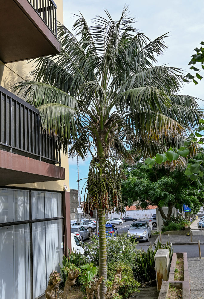 Image of Howea forsteriana specimen.