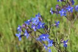 genus Anchusa. Часть соцветия. Турция, ил Карс, окр. Ани, овраг Хачидзор, заболоченный луг. 28 мая 2025 г.