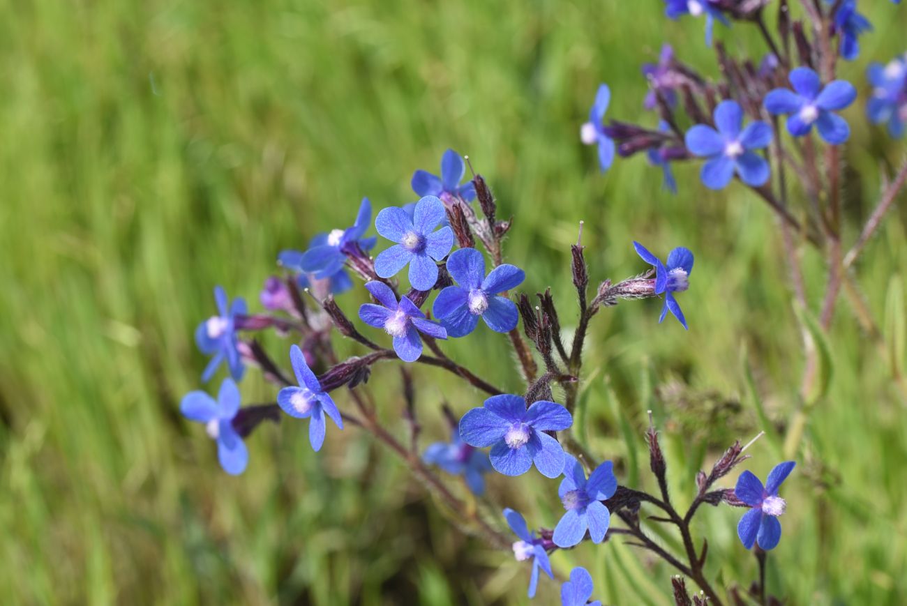 Image of Anchusa azurea specimen.