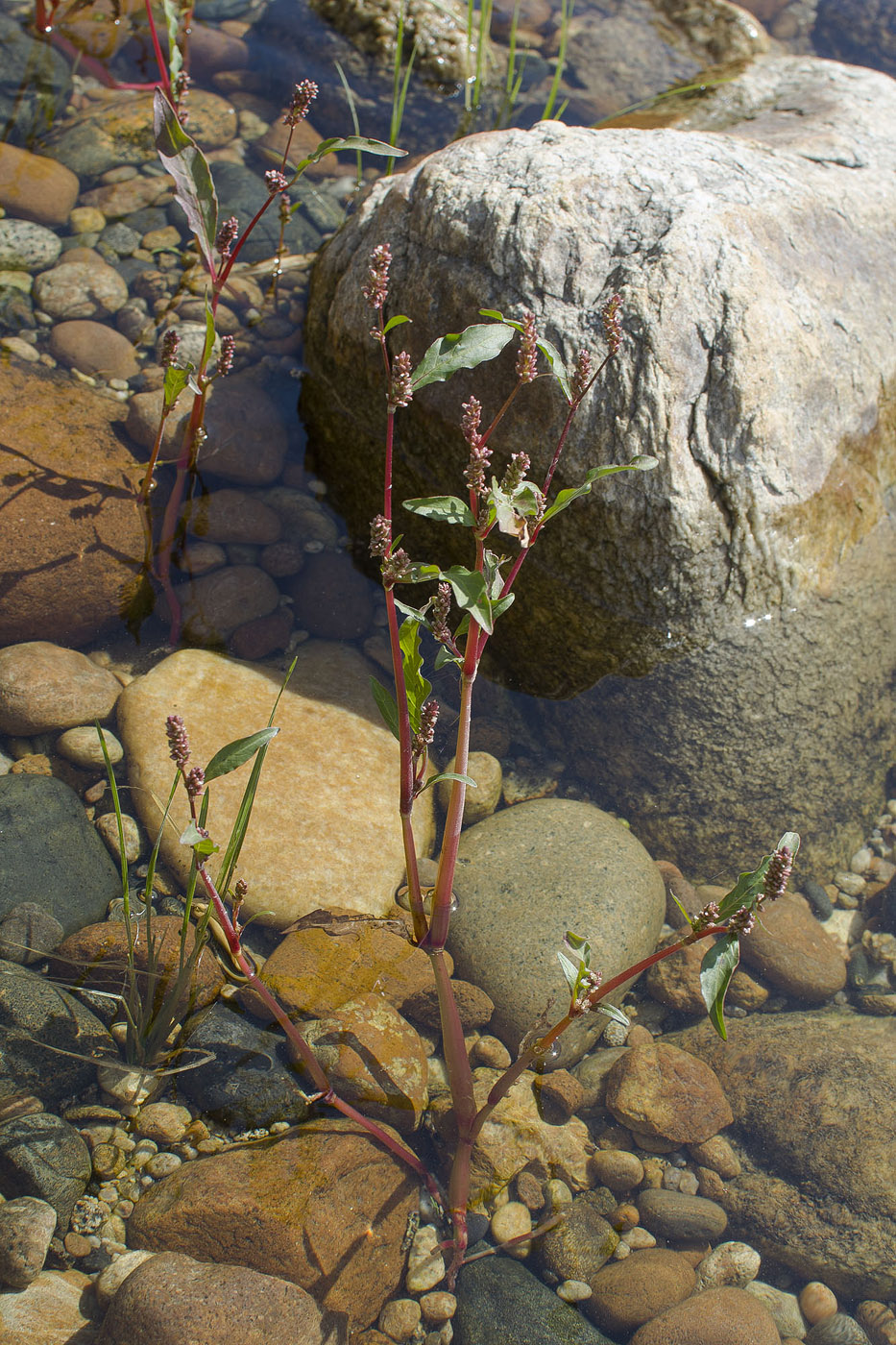 Image of genus Persicaria specimen.