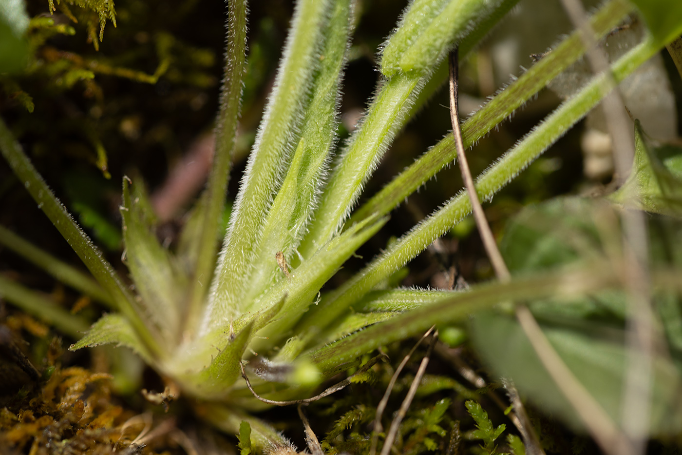 Image of genus Viola specimen.