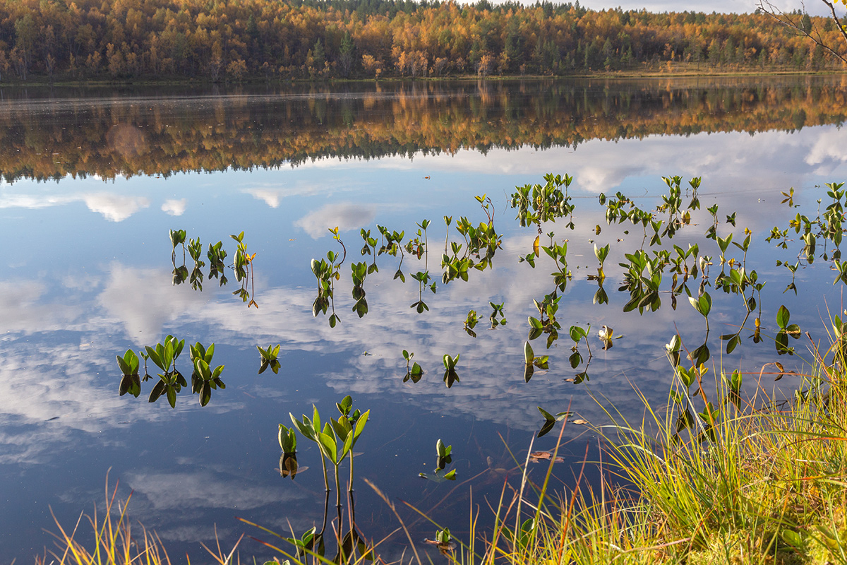 Image of Menyanthes trifoliata specimen.