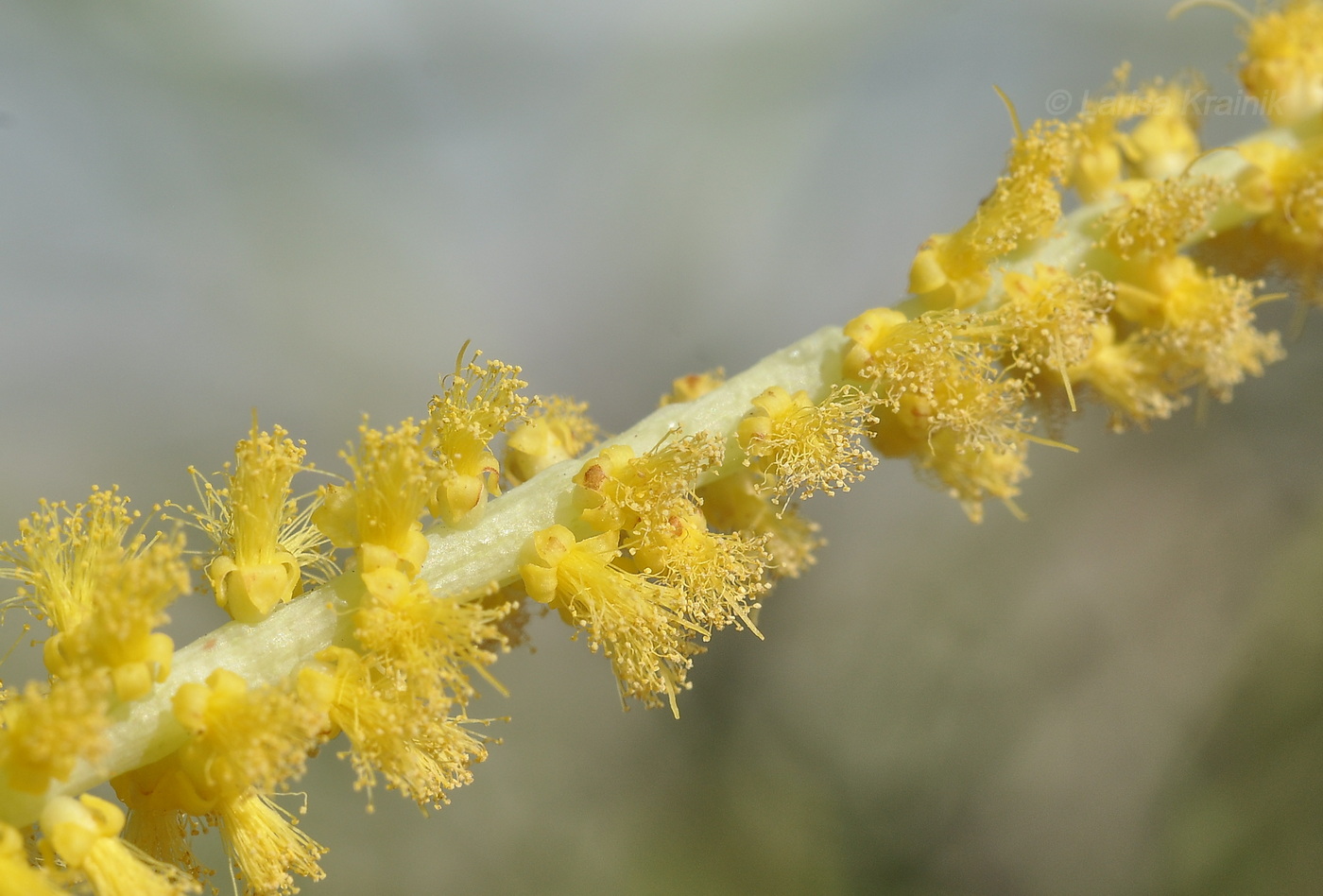 Image of Acacia auriculiformis specimen.
