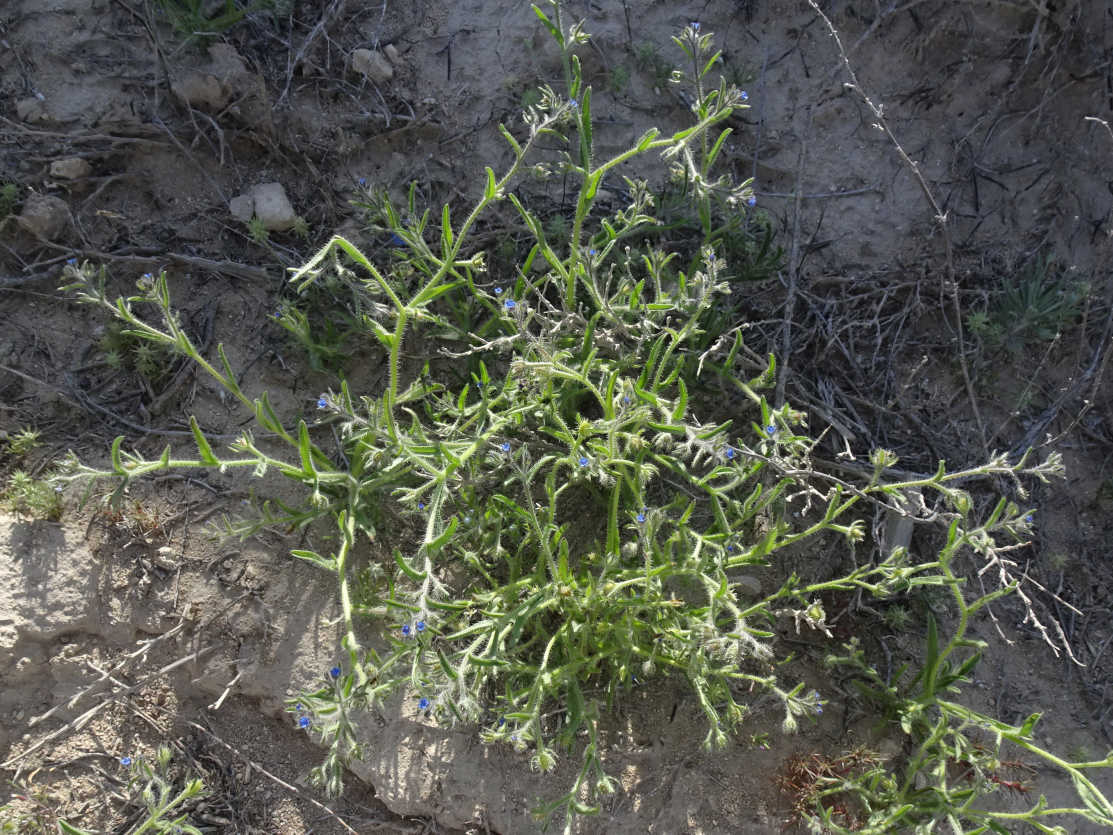 Image of Rochelia retorta specimen.