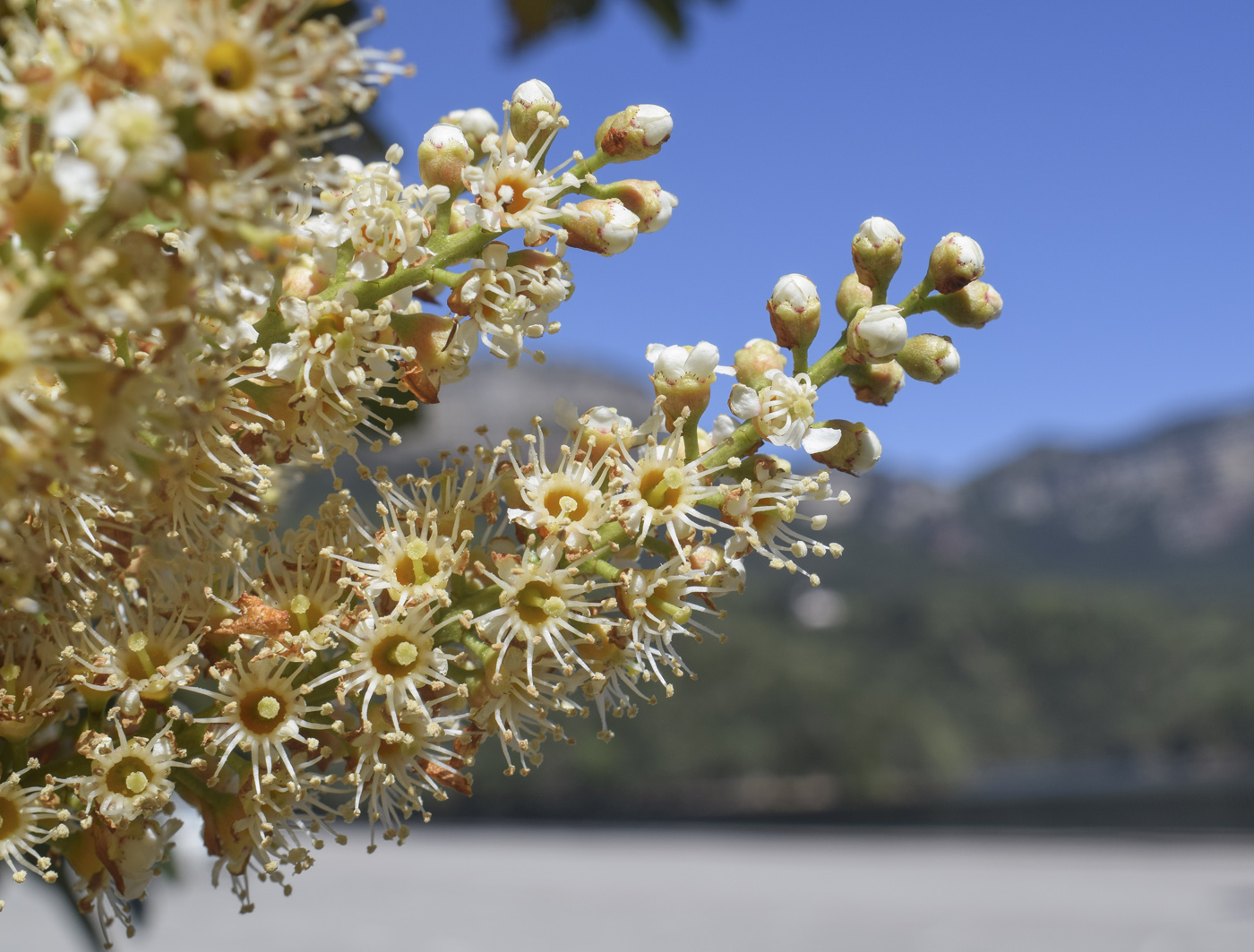 Изображение особи Lauro-cerasus officinalis.