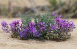 Oxytropis hailarensis. Цветущее и плодоносящее растение. Приморский край, Ханкайский р-н, окр. с. Новониколаевка, оз. Ханка, памятник природы \"Мыс Девичьи Пески\", песчаный берег озера. 26.05.2026.