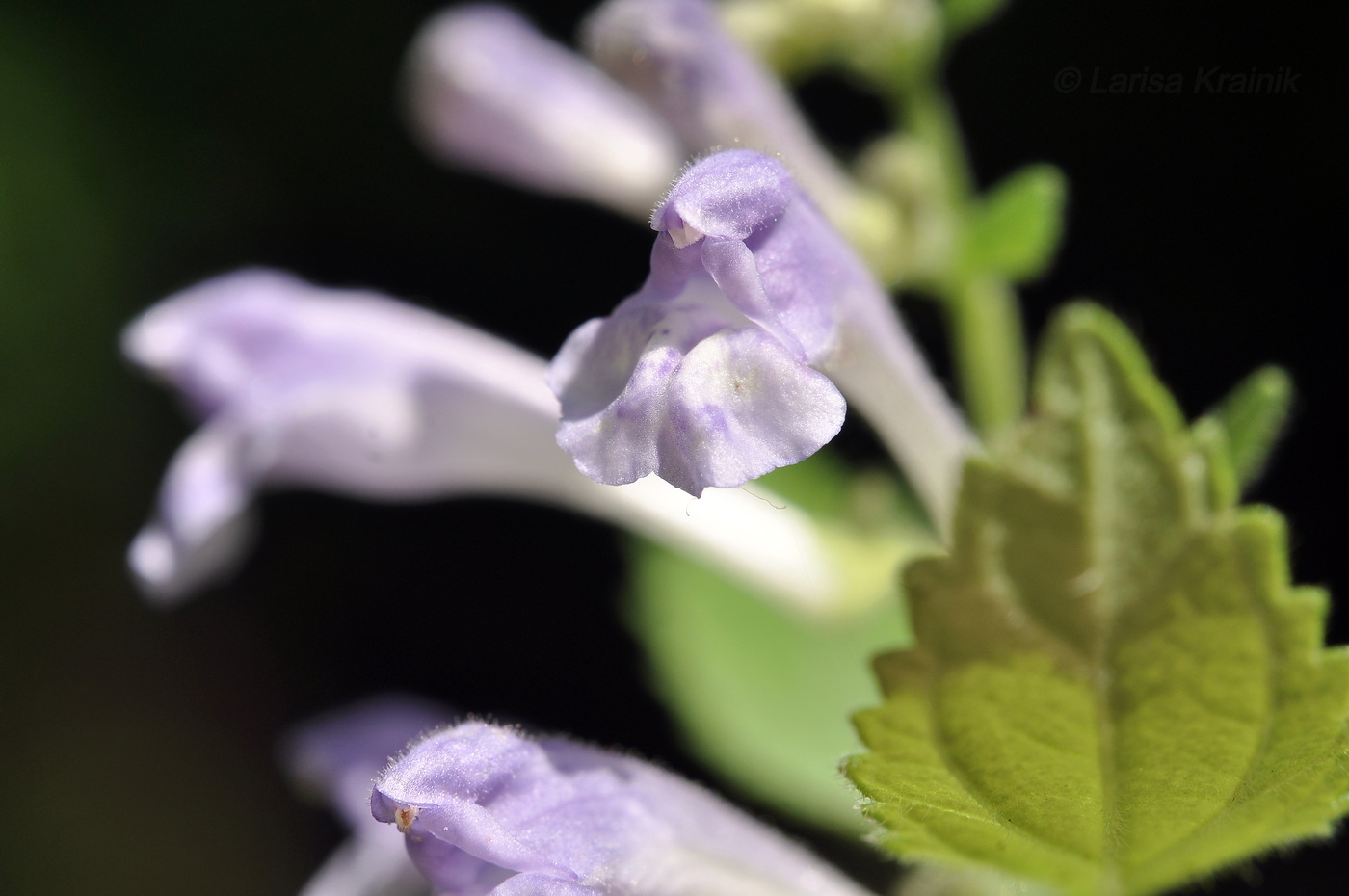 Изображение особи Scutellaria dentata.