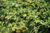 Brachypodium sylvaticum. Соцветие цветущего растения (видны пыльники). Краснодарский край, муниципальное образование город-курорт Сочи, Адлерский р-н, Кудепстинский сельский округ, окр. пос. Дубравный, Кудепстенский дендропарк, опушка широколиственного леса. 30.06.2024.