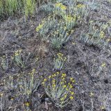 Helichrysum arenarium