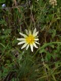 genus Tragopogon