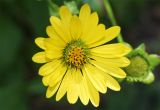 Silphium perfoliatum