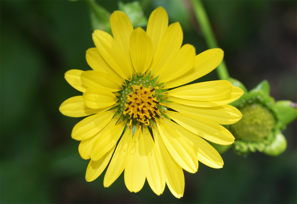 Image of Silphium perfoliatum specimen.