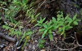 familia Rubiaceae. Цветущее растение. Португалия, о-в Мадейра, верховья р. Рибейра-Гранде, ≈ 1000 м н.у.м., лаврово-вересковый лес. 11.06.2026.