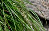 род Elymus. Соцветие. Китай, пров. Шэньси, национальный парк \"Хуашань\", ≈ 2000 м н.у.м., на скале. 02.06.2025.