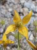 Clematis tangutica