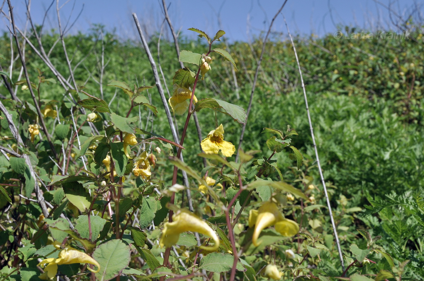 Изображение особи Impatiens noli-tangere.