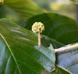 unknown species. Формирующееся соцветие. Краснодарский край, г. Сочи, парк \"Дендрарий\". 17.08.2026.