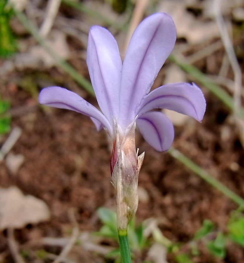 Изображение особи Aphyllanthes monspeliensis.