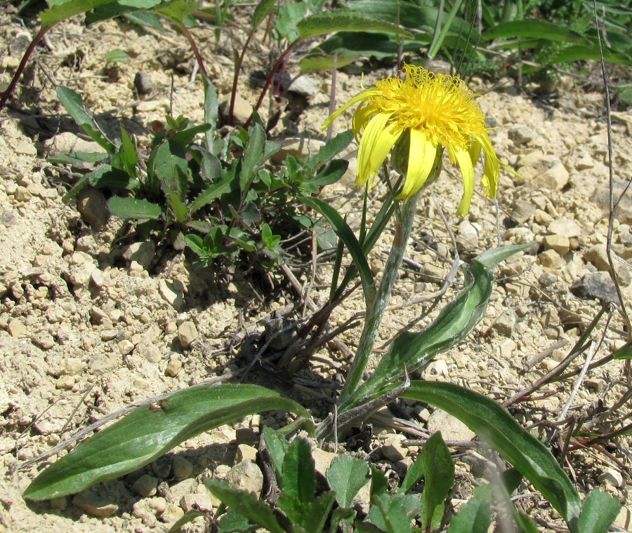 Image of Scorzonera humilis specimen.