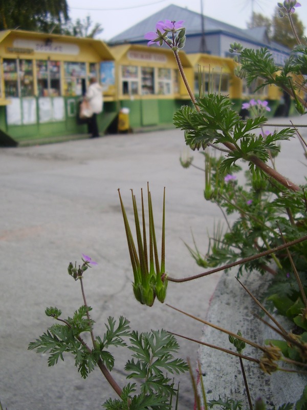 Изображение особи Erodium cicutarium.