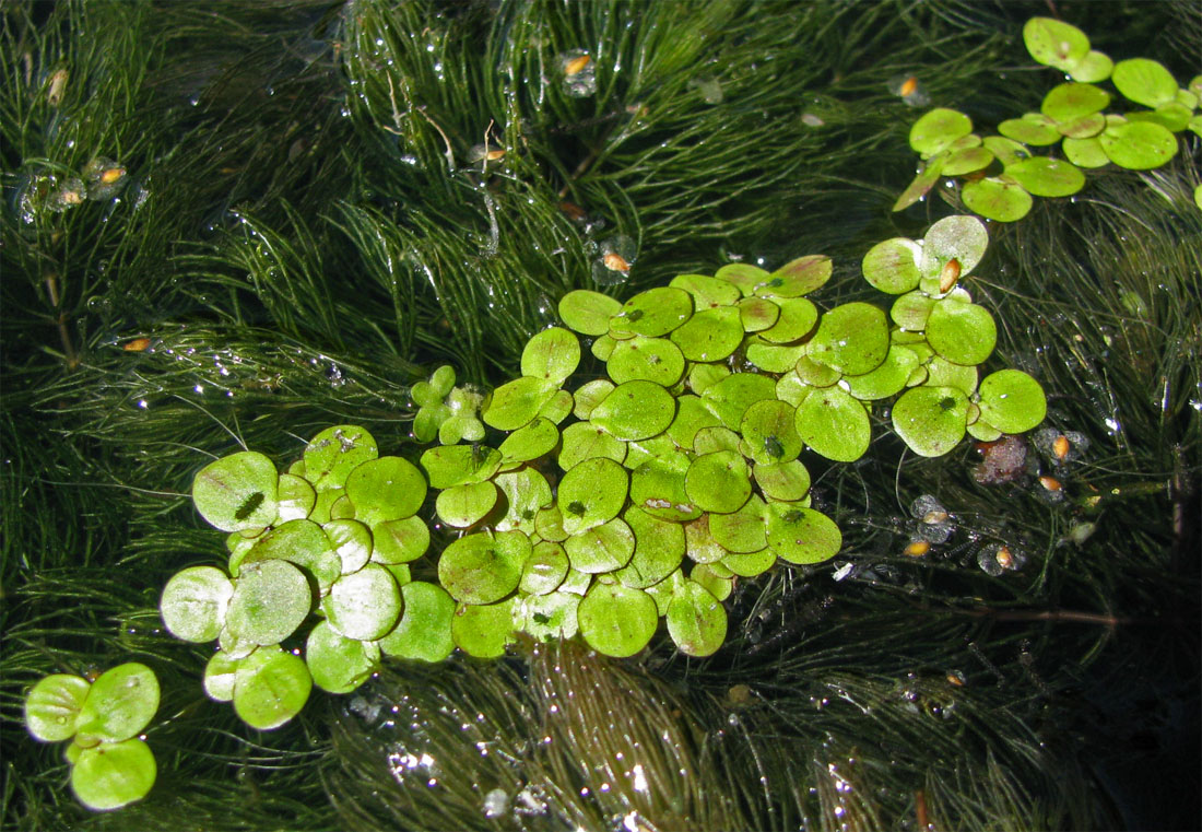 Image of Spirodela polyrhiza specimen.