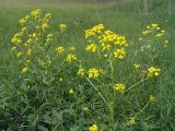 Bunias orientalis. Цветущие растения на залежи. Московская обл., Раменский р-н, окр. дер. Хрипань. 04.06.2005.