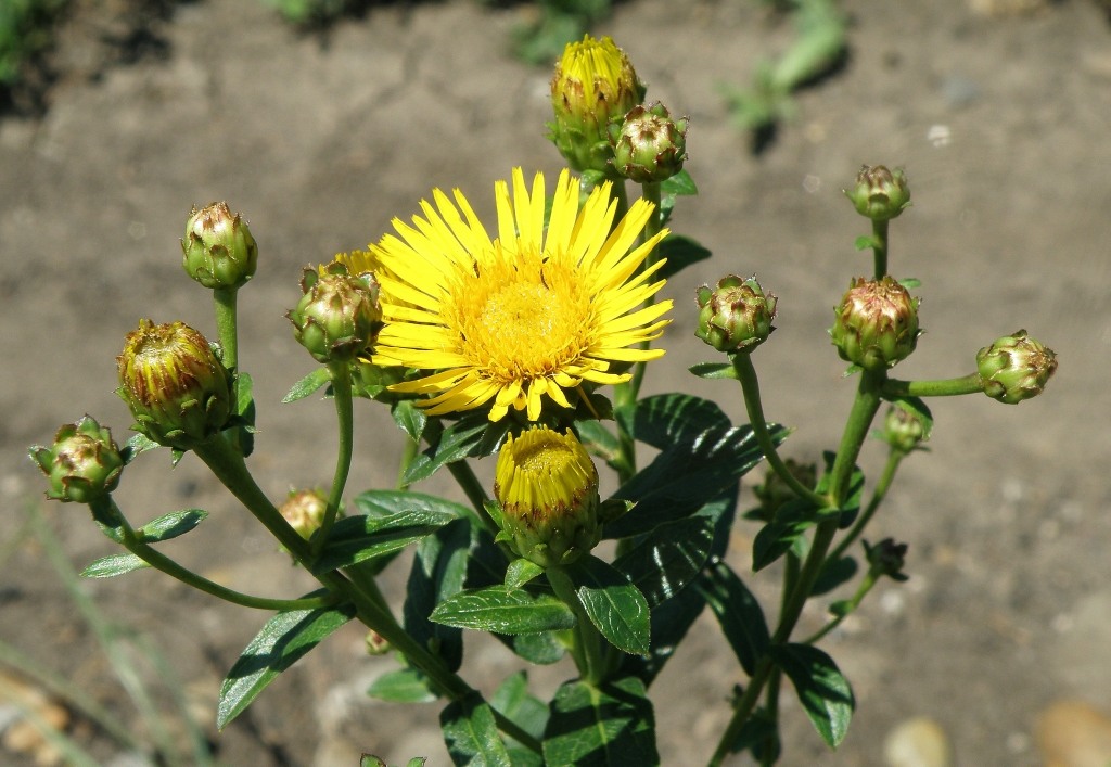 Изображение особи Inula aspera.