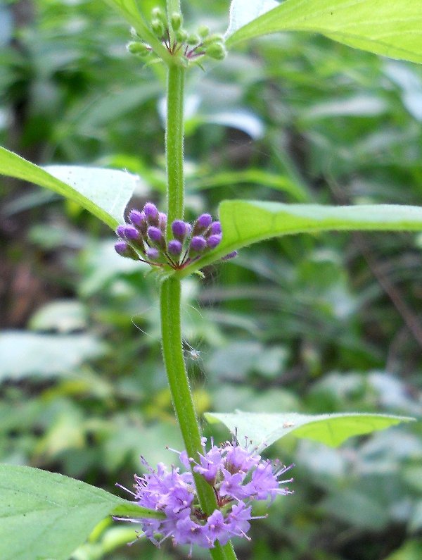 Image of Mentha arvensis specimen.