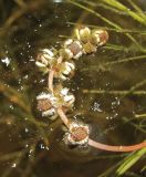 Potamogeton pectinatus. Соцветие. Архангельская обл., Вельский р-н, окр. пос. Усть-Шоноша, р. Вель. 11.07.2011.