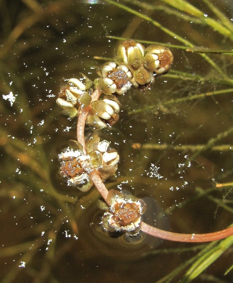 Image of Potamogeton pectinatus specimen.