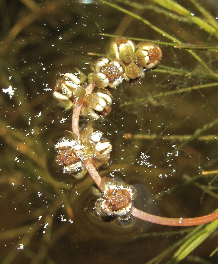 Изображение особи Potamogeton pectinatus.