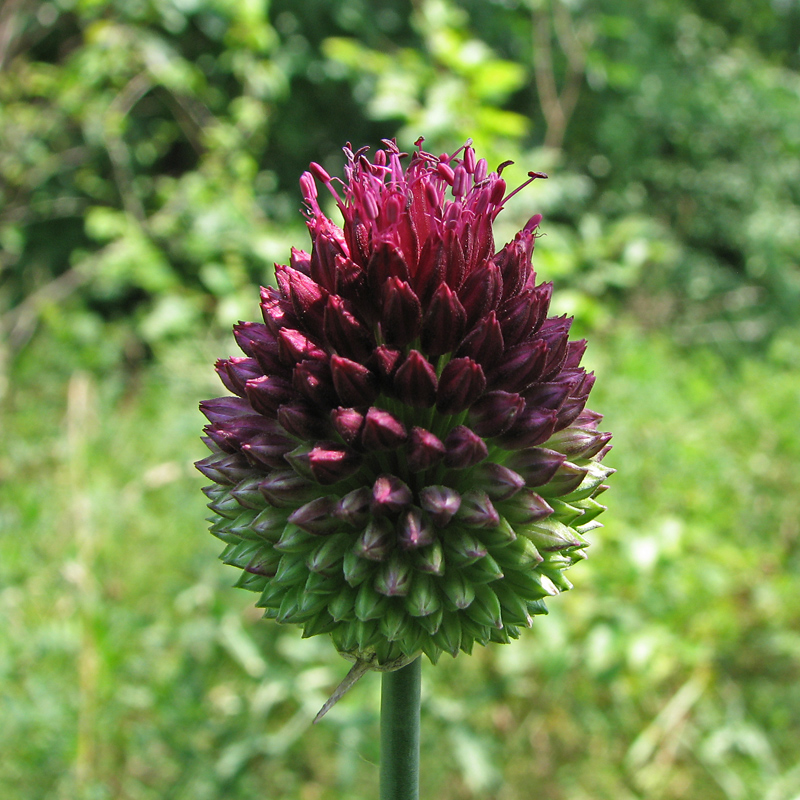 Image of Allium sphaerocephalon specimen.
