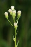 Erigeron podolicus. Верхушка плодоносящего растения. Республика Татарстан, национальный парк \"Нижняя Кама\". 13.08.2011.