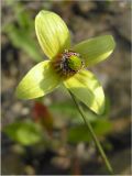 Clematis serratifolia