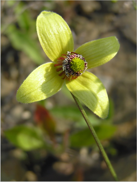 Изображение особи Clematis serratifolia.