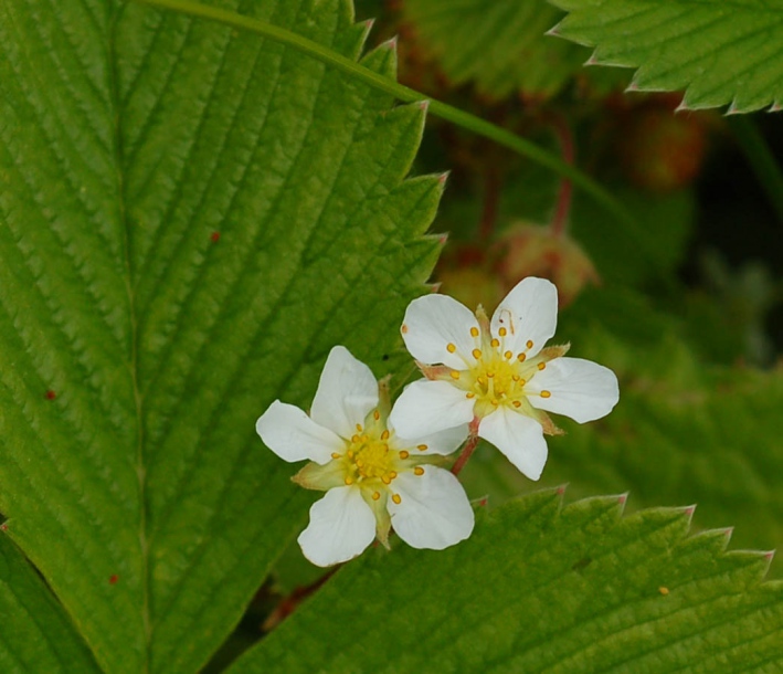 Изображение особи Fragaria yezoensis.