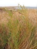 Salsola laricina. Плодоносящие растения. Крым, Джанкойский р-н, окр. ж.-д. ст. Солёное Озеро. 22 сентября 2011 г.