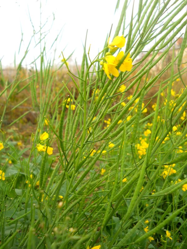 Image of Brassica juncea specimen.