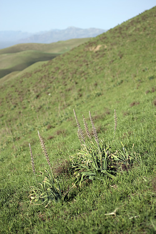 Изображение особи Eremurus comosus.