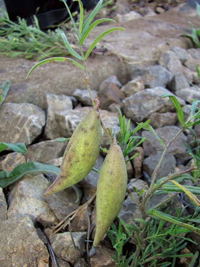 Image of Vincetoxicum sibiricum specimen.