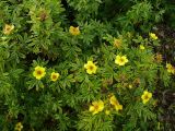 Dasiphora fruticosa